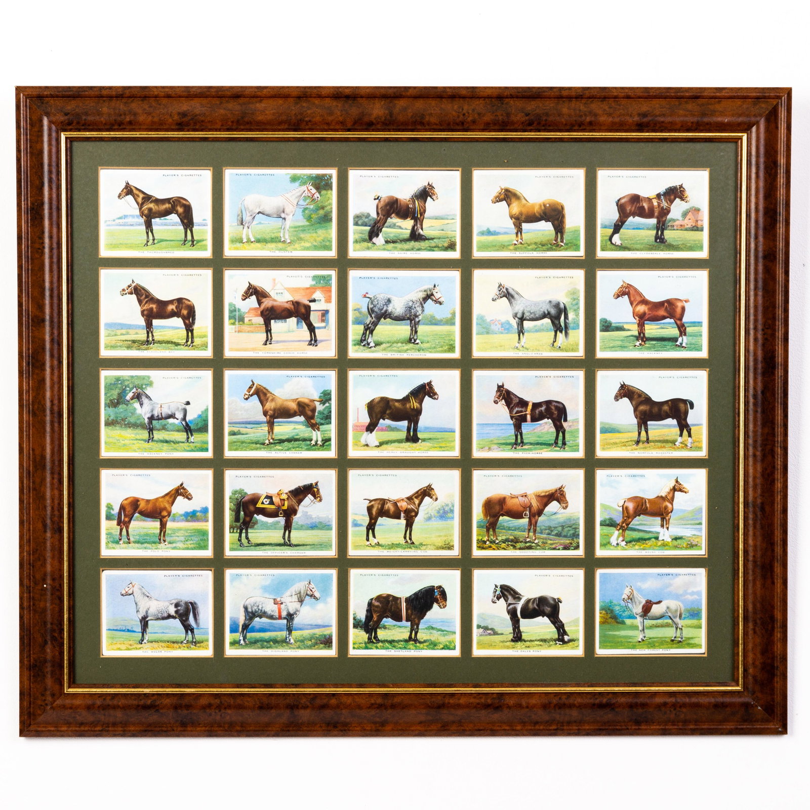 Equestrian Cigarette Cards Collection: DIMENSIONS APPROX 47x56x2CM. Please carefully study all photographs to get an accurate idea of the object. In good condition, as seen. Shipping is in-house and we ship internationally to US and rest o