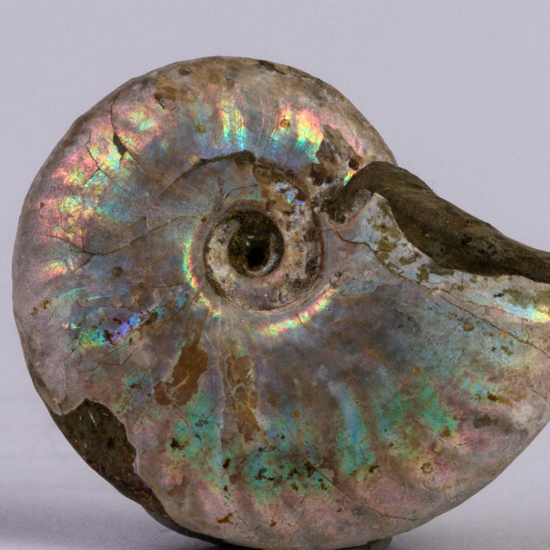 Iridescent Ammonite Fossil (1 of 5)