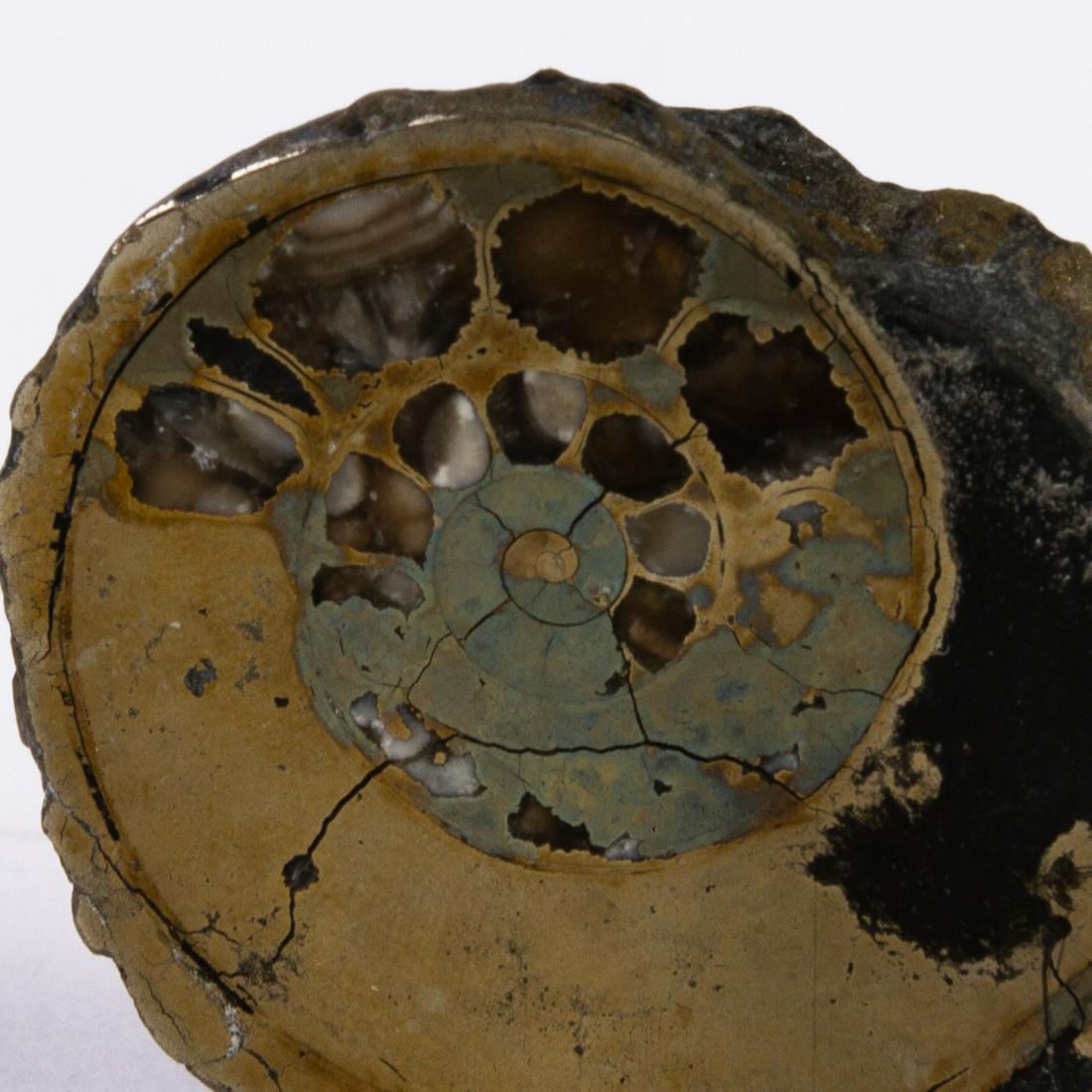 Ammonite Fossil: DIMENSIONS APPROX 4x3.5x1CM. Please carefully study all photographs to get an accurate idea of the object. In good condition, as seen. Shipping is in-house and we ship internationally to US and rest o