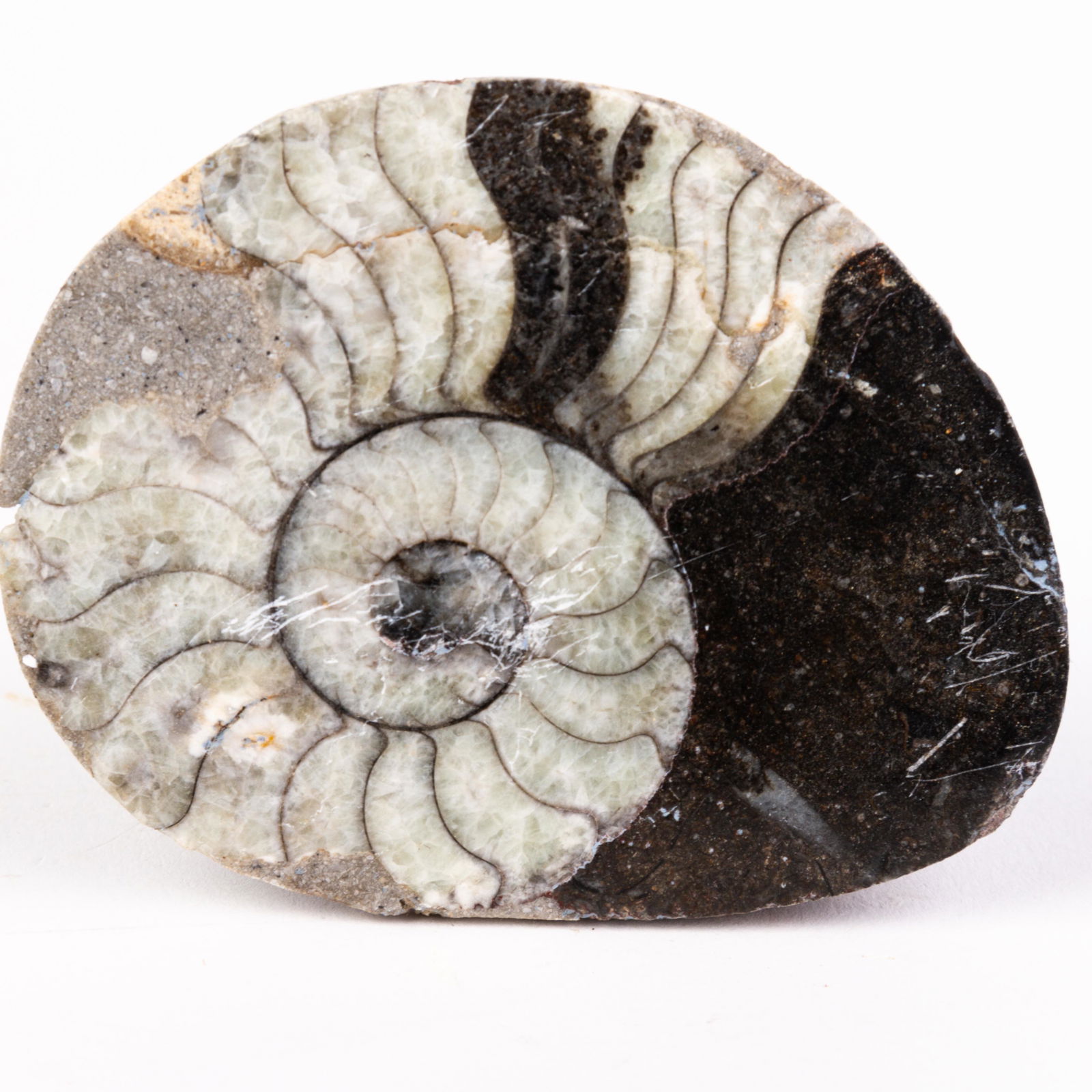 Natural Fossil: Please carefully study all photographs to get an accurate idea of the object. In good condition, as seen. Shipping is in-house and we ship internationally to US and rest of the world. You may follow o