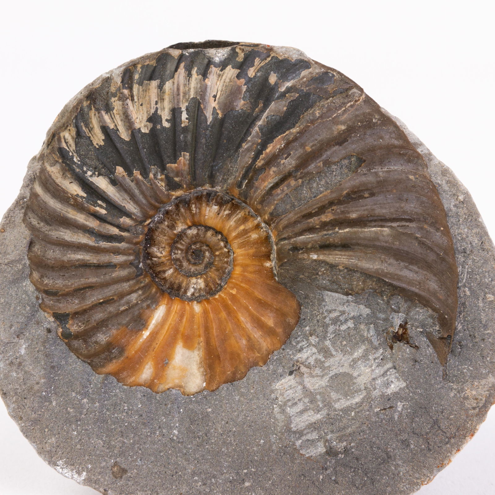 Natural Fossil: Please carefully study all photographs to get an accurate idea of the object. In good condition, as seen. Shipping is in-house and we ship internationally to US and rest of the world. You may follow o