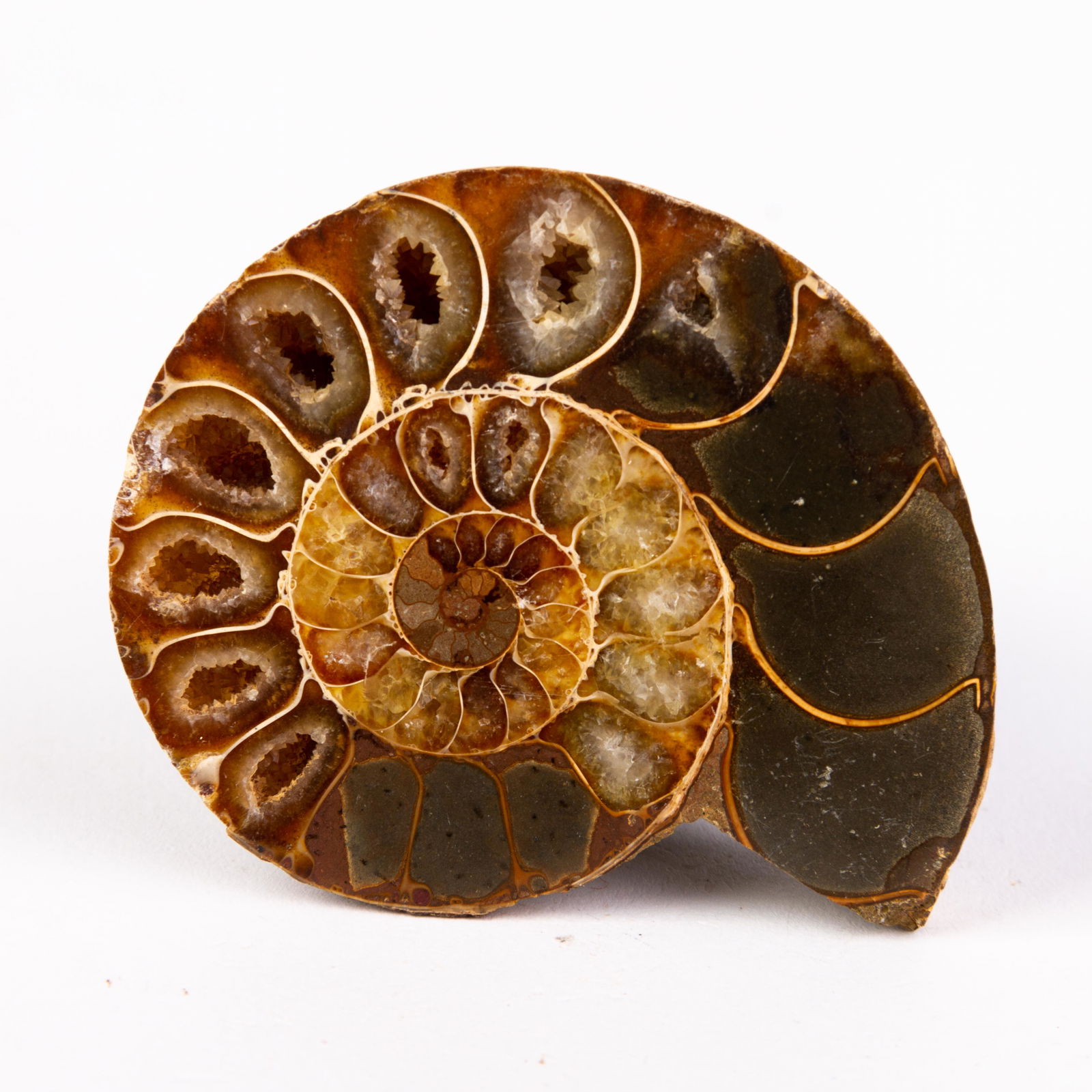 Natural Fossil: Please carefully study all photographs to get an accurate idea of the object. In good condition, as seen. Shipping is in-house and we ship internationally to US and rest of the world. You may follow o