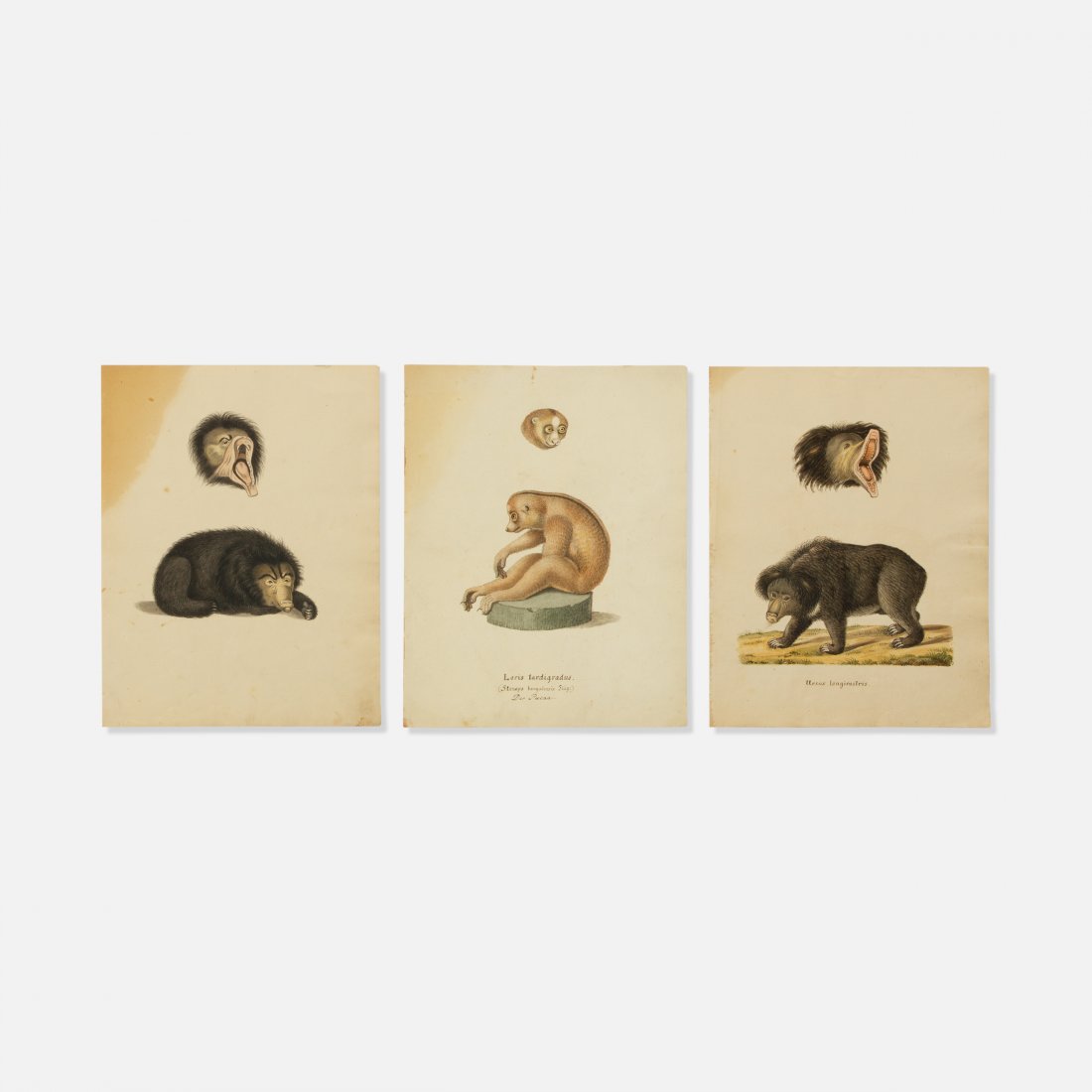 19th Century, Scientific Watercolors: USA, 19th Century watercolors, paper 10.5" x 8 1/8" Three scientific watercolors of sloth bears, and a Loris. Provenance: Private collection, NYC key: science, natural history, illustration, painting,