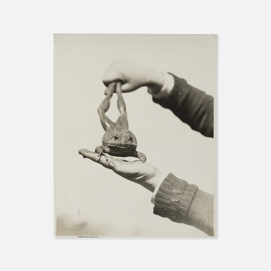 Helen Farrell, Frog Photograph (1 of 1)