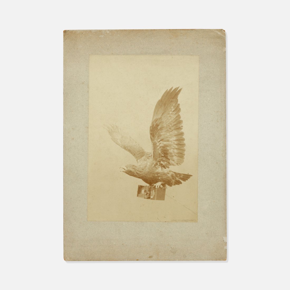 19th Century, Eagle and Camera Photograph (1 of 1)