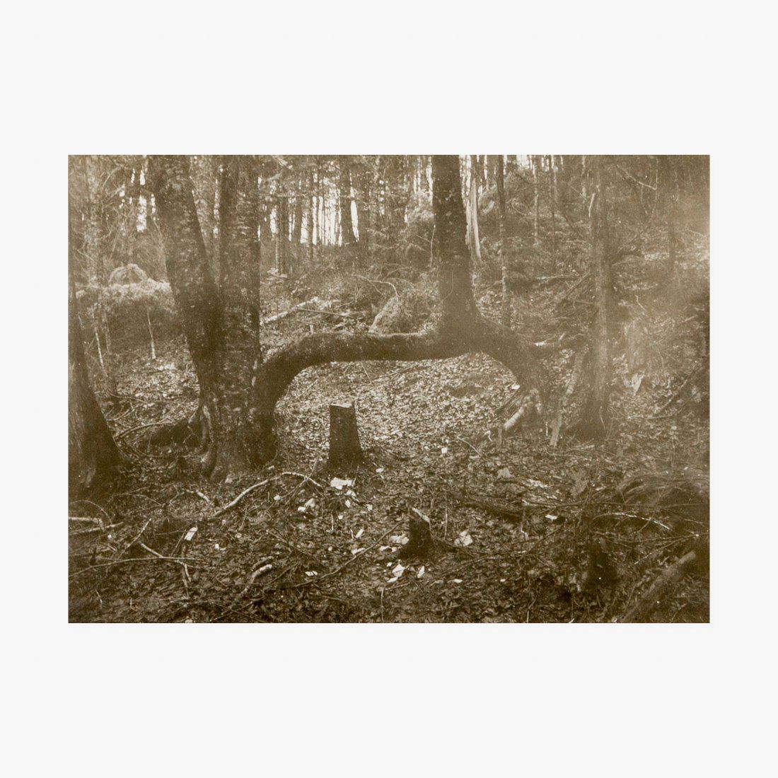 Anonymous, Insoculated Tree Real Photo Postcard (1 of 3)