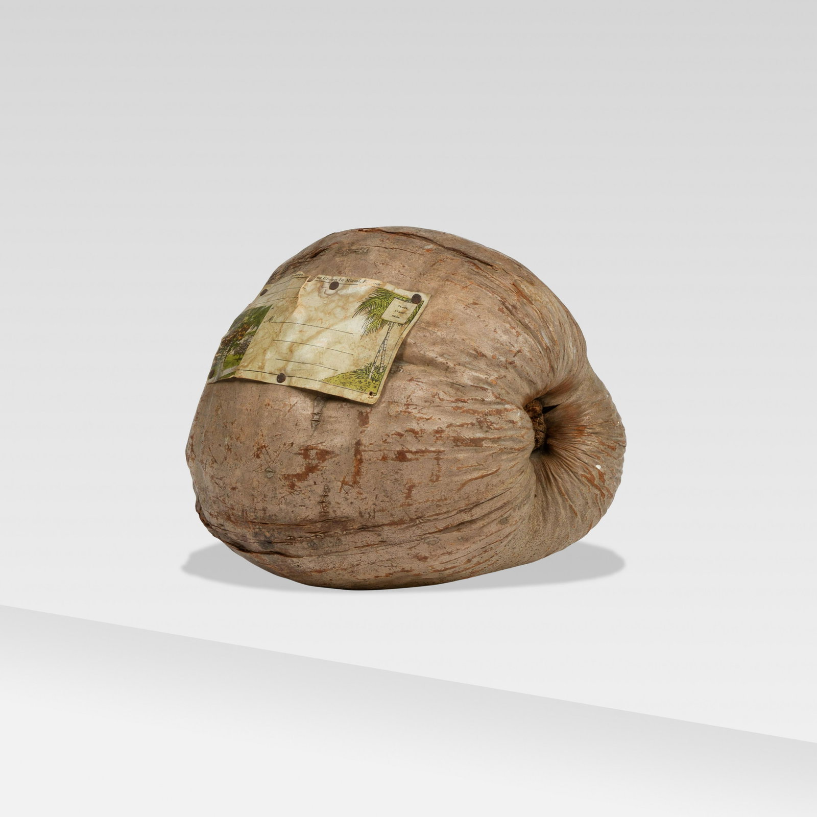 Incidental Art, Mailed Coconut: Miami, Early 20th Century coconut, paper, nails 7 1/2” x 9 1/2” x 7 1/2” Souvenir coconut grown in Miami with blank shipping label nailed to the center. The United States Postal Serv