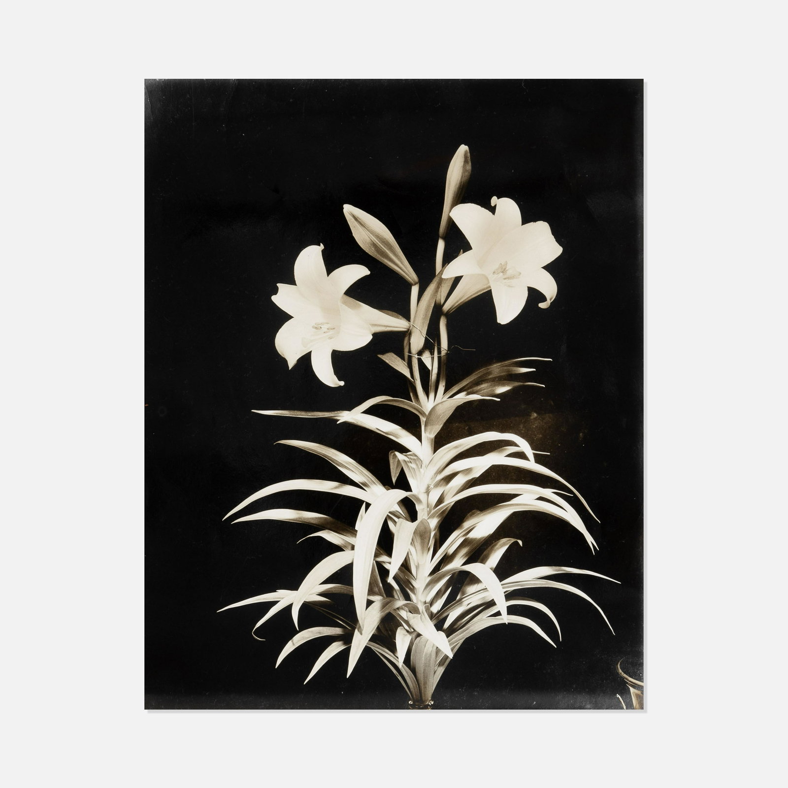 Anonymous, Untitled Photograph (Floral Still Life) (1 of 2)