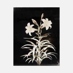 Anonymous, Untitled Photograph (Floral Still Life): USA, Mid 20th Century gelatin silver print 10 1/8&rdquo; x 8 1/8&rdquo; Still life photograph of a flower. Tags: modern, modernist, modernism, ephemera, photography, photo, picture, botany, horticultu