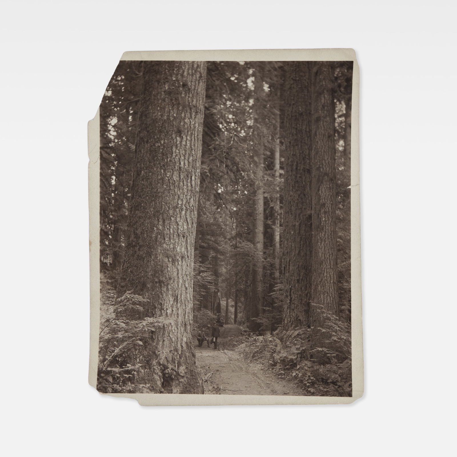 Anonymous, Photograph, Redwoods (1 of 1)