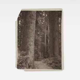 Anonymous, Photograph, Redwoods: California, Early 20th c. 8 3/8 x 6 1/2 in. albumen print