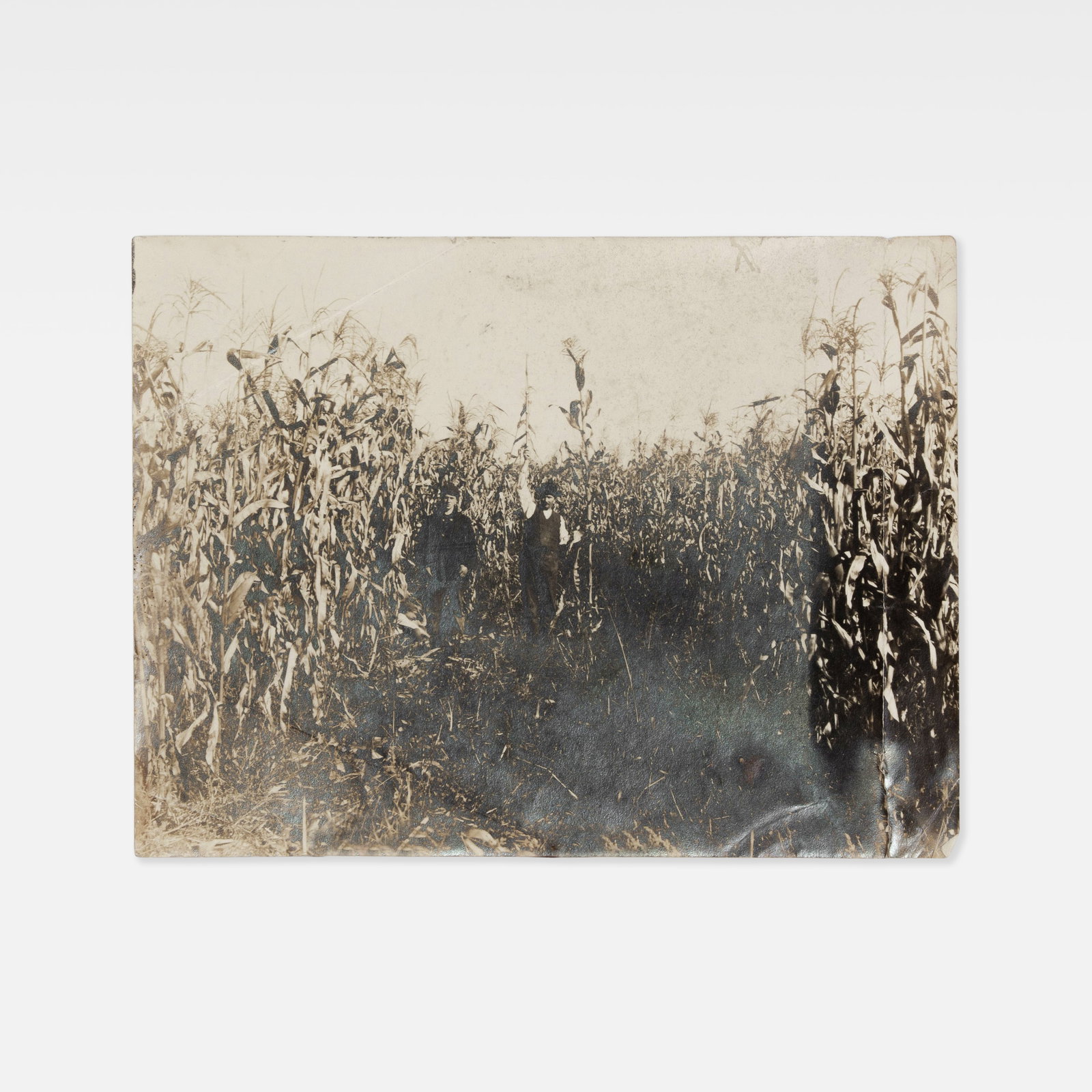 Vernacular, Photograph, Two Men in Cornfield (1 of 1)