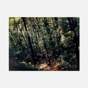 John Pfahl, Slanting Forest, Lewiston, New York