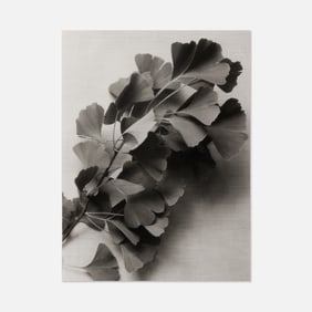 August Sander, Ginkgo Leaves