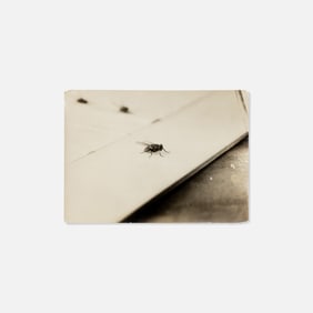 Anonymous, Photograph, Fly