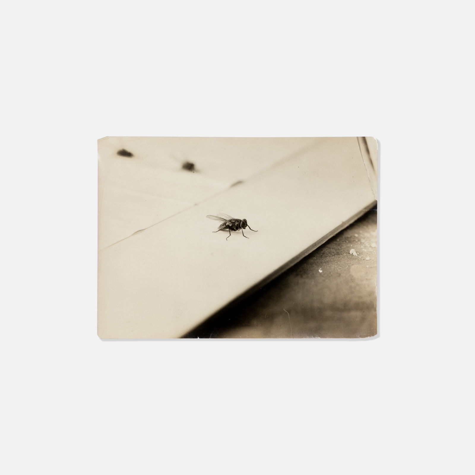 Anonymous, Photograph, Fly (1 of 1)