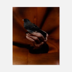 Victor Schrager, Untitled (Bird Hand)