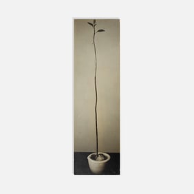 Bob Weir, Untitled (Avocado Plant)
