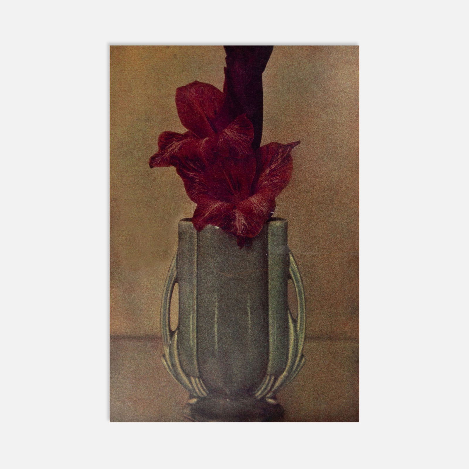 Sheila Metzner, Painted Gladiola: USA, 1981 26 1/4" x 20" frame 19" x 12 3/4" aperture fresson print Signed by the artist lower right recto [Sheila Metzner]. This item is located in our Treadwell, NY warehouse. Pickup and shipping