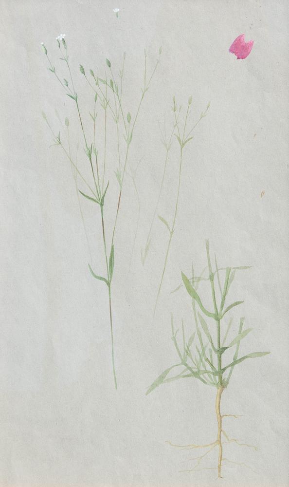 Albert Valentien watercolor and gouache botanical (1 of 3)