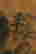item-115148741=4