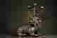 item-117126279=7