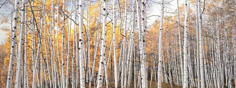 CHRISTOPHER BURKETT, “Golden Aspen Glade, Colorado”, Cibachrome Print, c. 2005 - $60K: CHRISTOPHER BURKETT, “GOLDEN ASPEN GLADE, COLORADO”, C 2005 Item Description: Christopher Burkett was born in 1951 and was reared in the Pacific Northwest. In 1975, while he was a brother