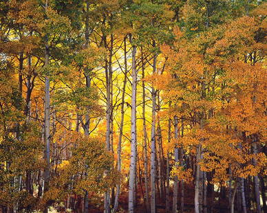 CHRISTOPHER BURKETT, “Forest Light, Colorado”, Cibachrome Photographic Print, c. 2006 -: CHRISTOPHER BURKETT, “FOREST LIGHT, COLORADO”, C 2006 Item Description: Christopher Burkett was born in 1951 and was reared in the Pacific Northwest. In 1975, while he was a brother in a C