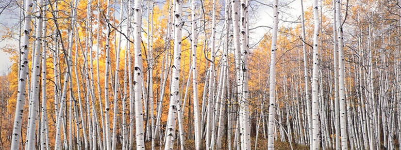 CHRISTOPHER BURKETT â€œGolden Aspen Glade Coloradoâ€ Cibachrome Print c. 2005 - $60K Value*: Christopher Burkett was born in 1951 and was reared in the Pacific Northwest. In 1975 while he was a brother in a Christian order he became interested in photography as a means of expressing the grace