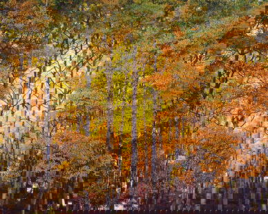 CHRISTOPHER BURKETT â€œForest Light Coloradoâ€ Cibachrome Photographic Print c. 2006 - Value: $15K!: Christopher Burkett was born in 1951 and was reared in the Pacific Northwest. In 1975 while he was a brother in a Christian order he became interested in photography as a means of expressing the grace