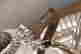 item-121960729=10