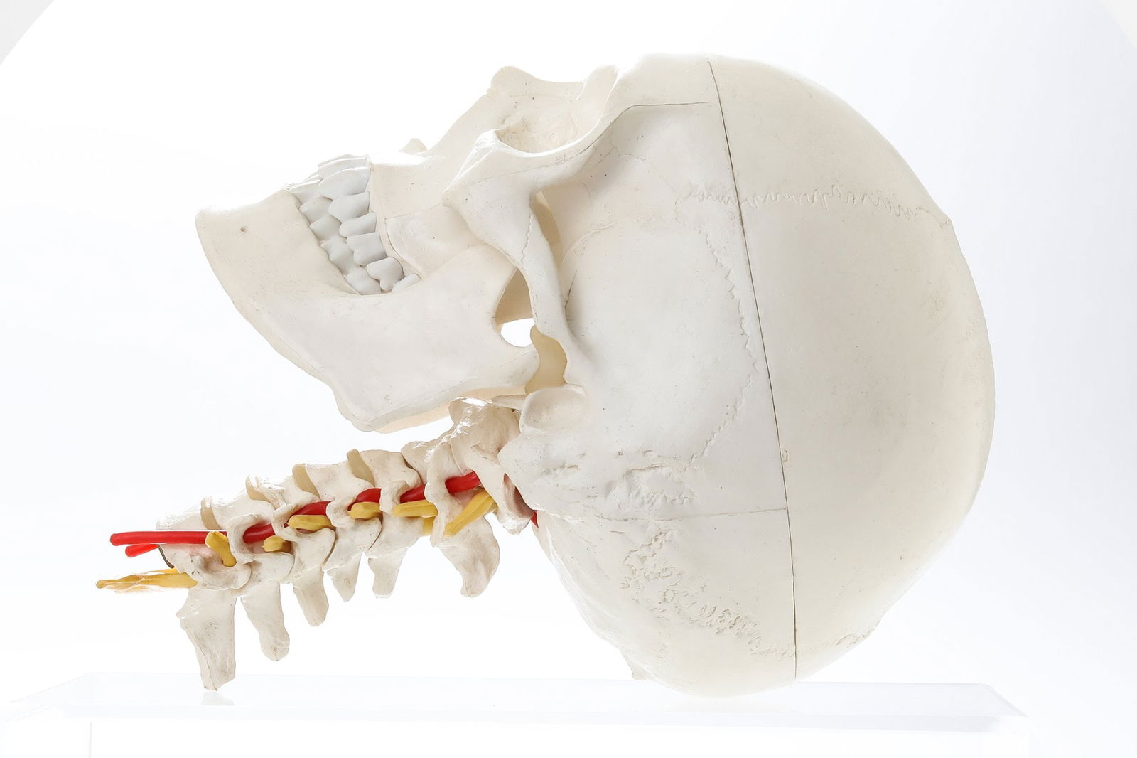 Life Size Human Adult Skull Model Cervical Spine Skeleton (1 of 3)