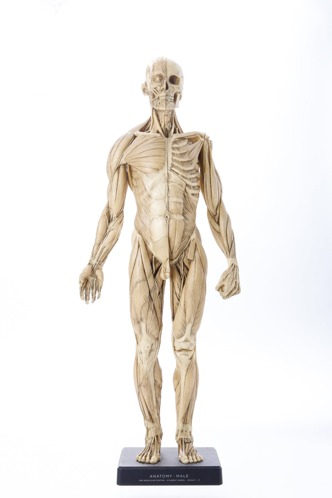 Male Anatomy Diagram Student Model (1 of 12)