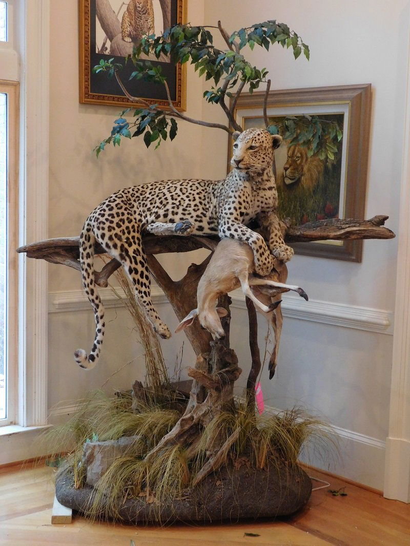Spotted Leopard Taxidermy Mount (1 of 1)