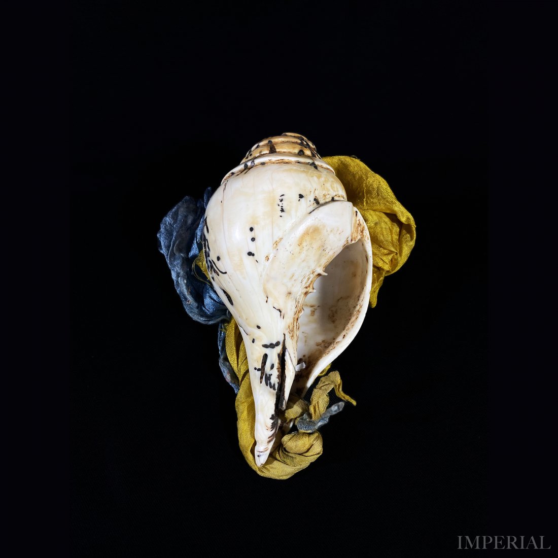 A CONCH SHELL, TIBET, 1800s (1 of 4)