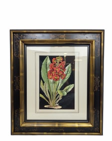 Framed Botanical Print by John Richard.