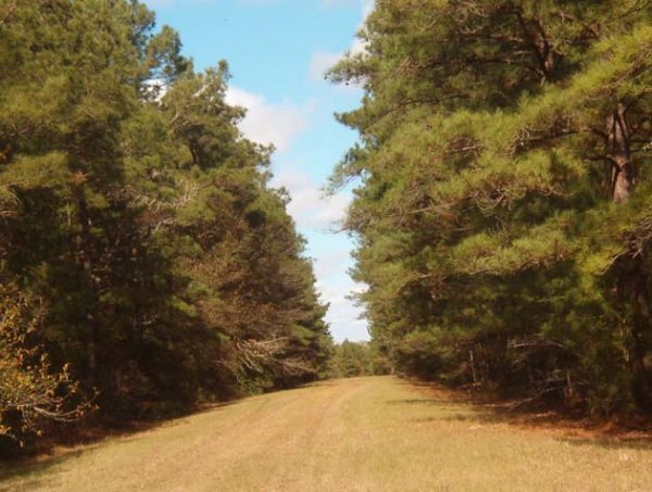 EASTERN TEXAS AREA, TREED LOT,UTILITIES, NEAR