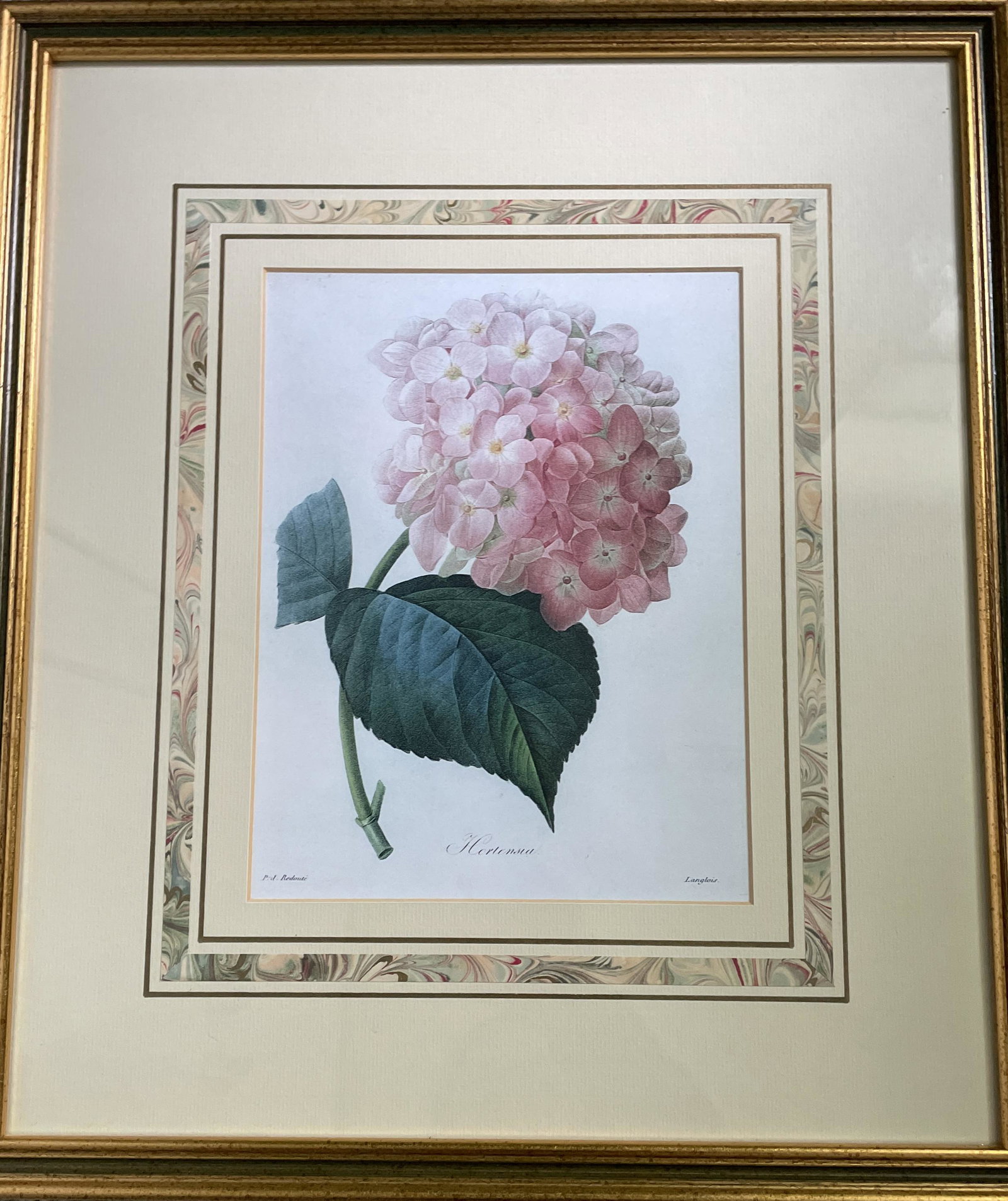 P.J.Redoute Hortensa Print by Langlios (1 of 4)