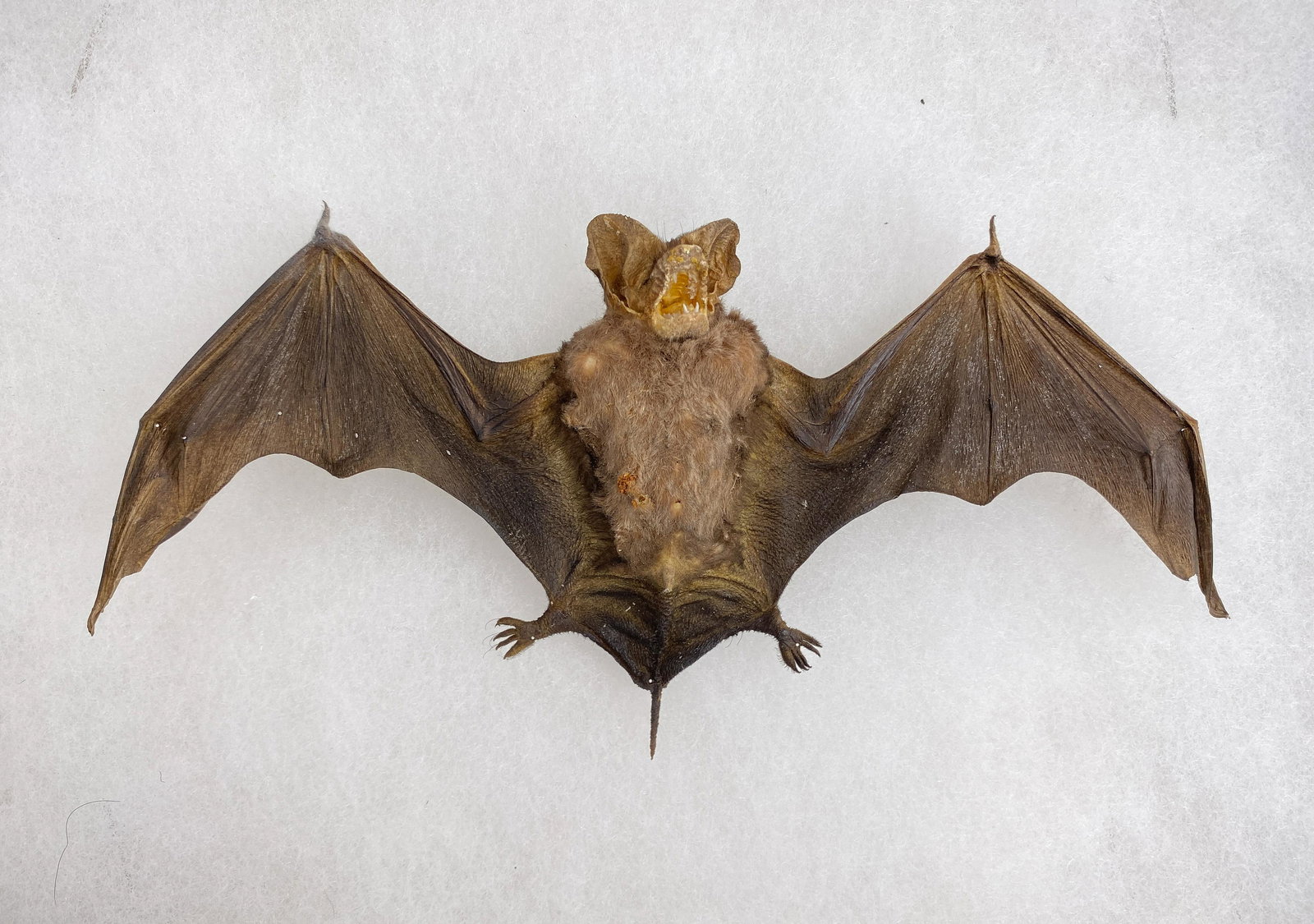 Taxidermy Flying Bat in Case: Fantastic flying bat taxidermy display. One of a kind bat in shadow box. 7.75 bat size, shadow box 12.25X 8.25