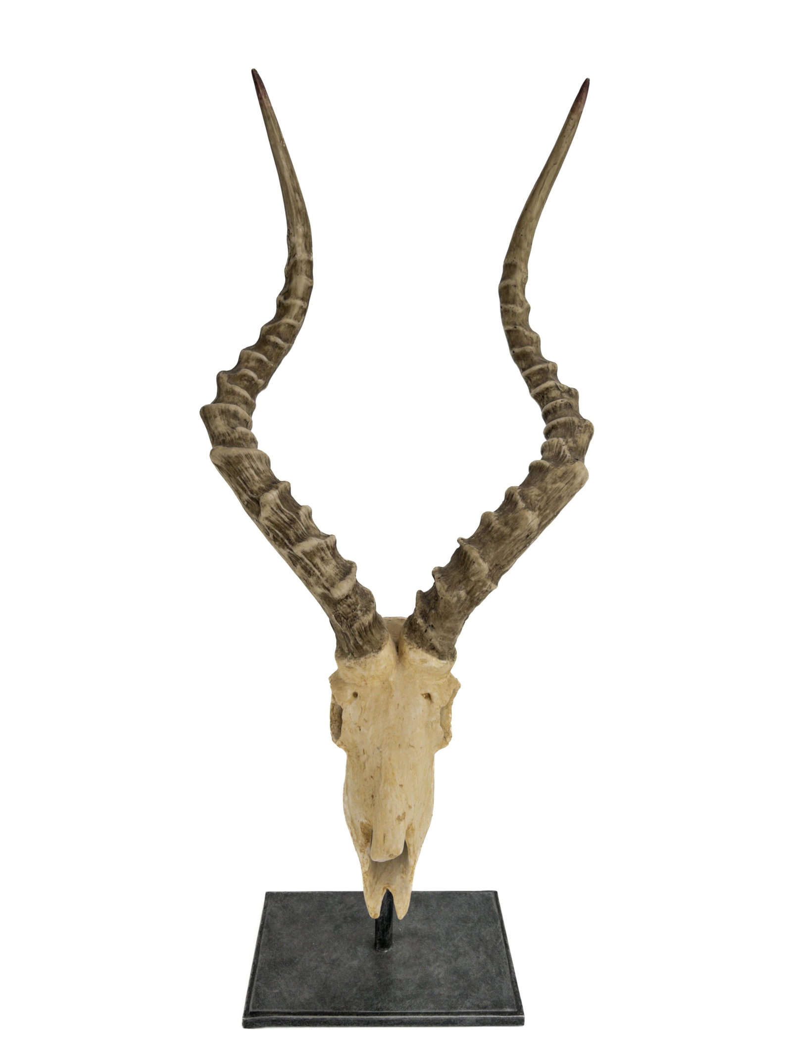 Ridged Antelope or Impala Horns and Scull Resin Objet On Metal Stand (1 of 8)