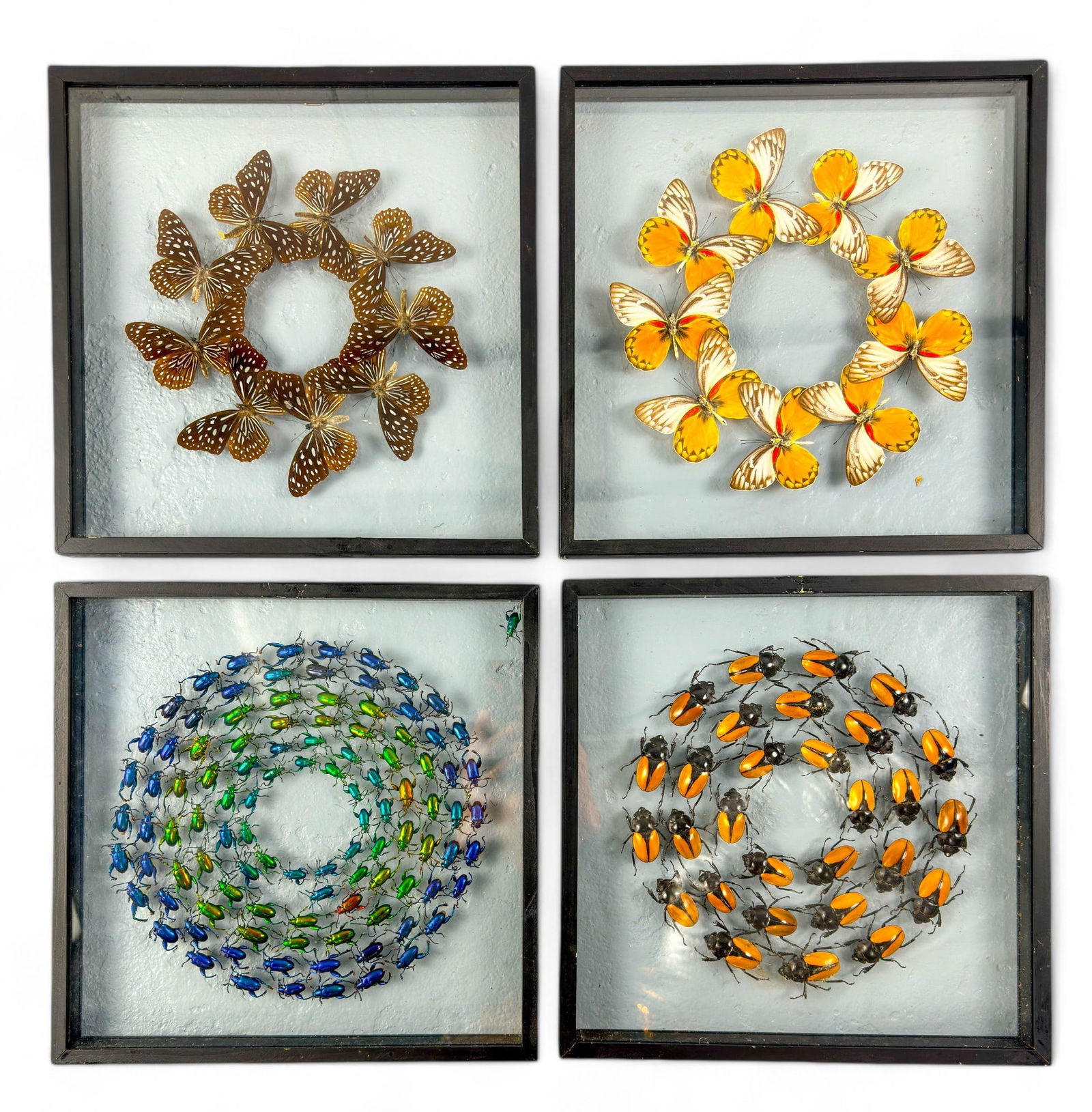 Preserved Natural Sagra sp, Frog Beetles, Framed (1 of 9)