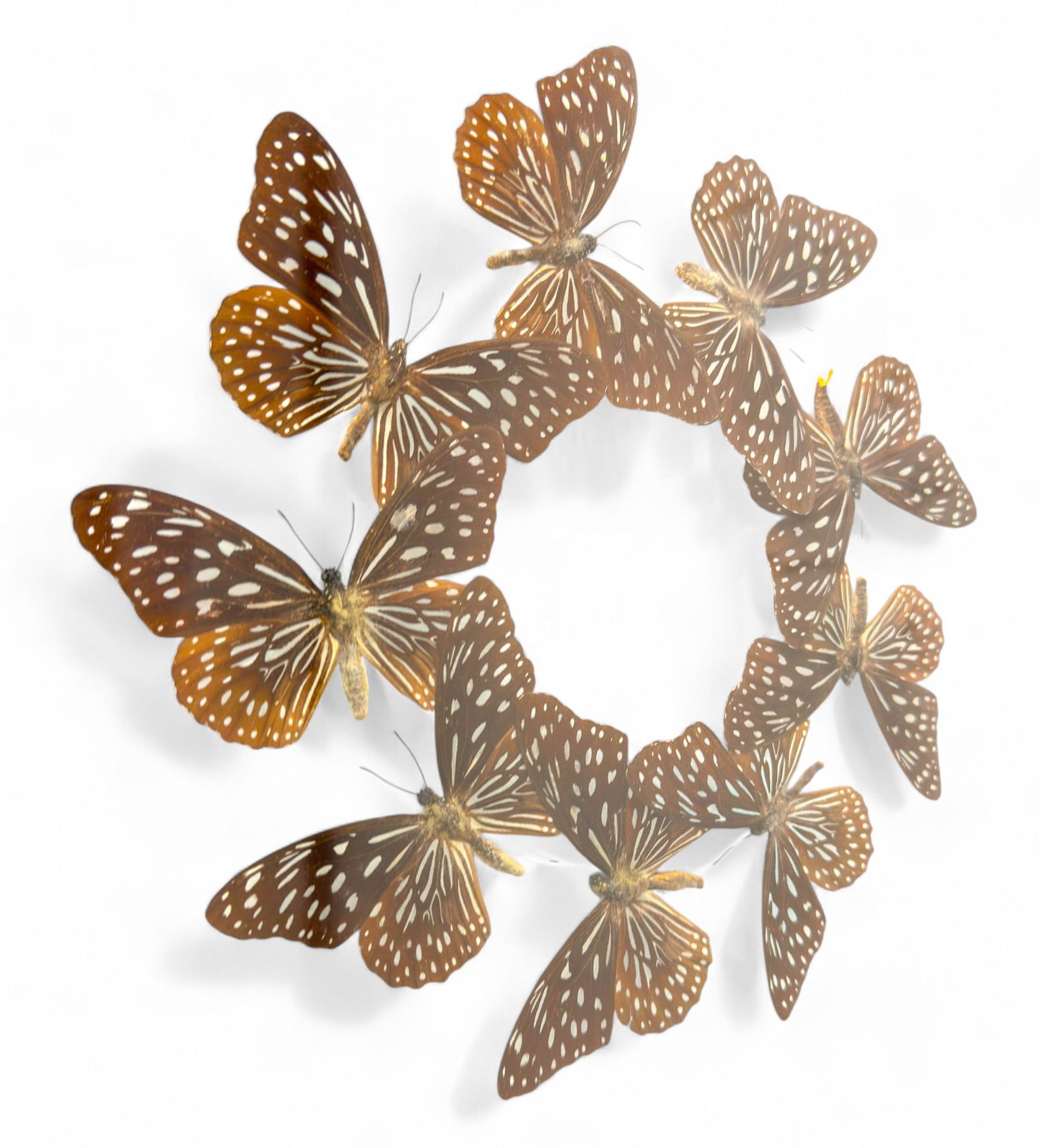 Preserved Natural Dark Blue Tiger Butterflies, Framed (1 of 3)