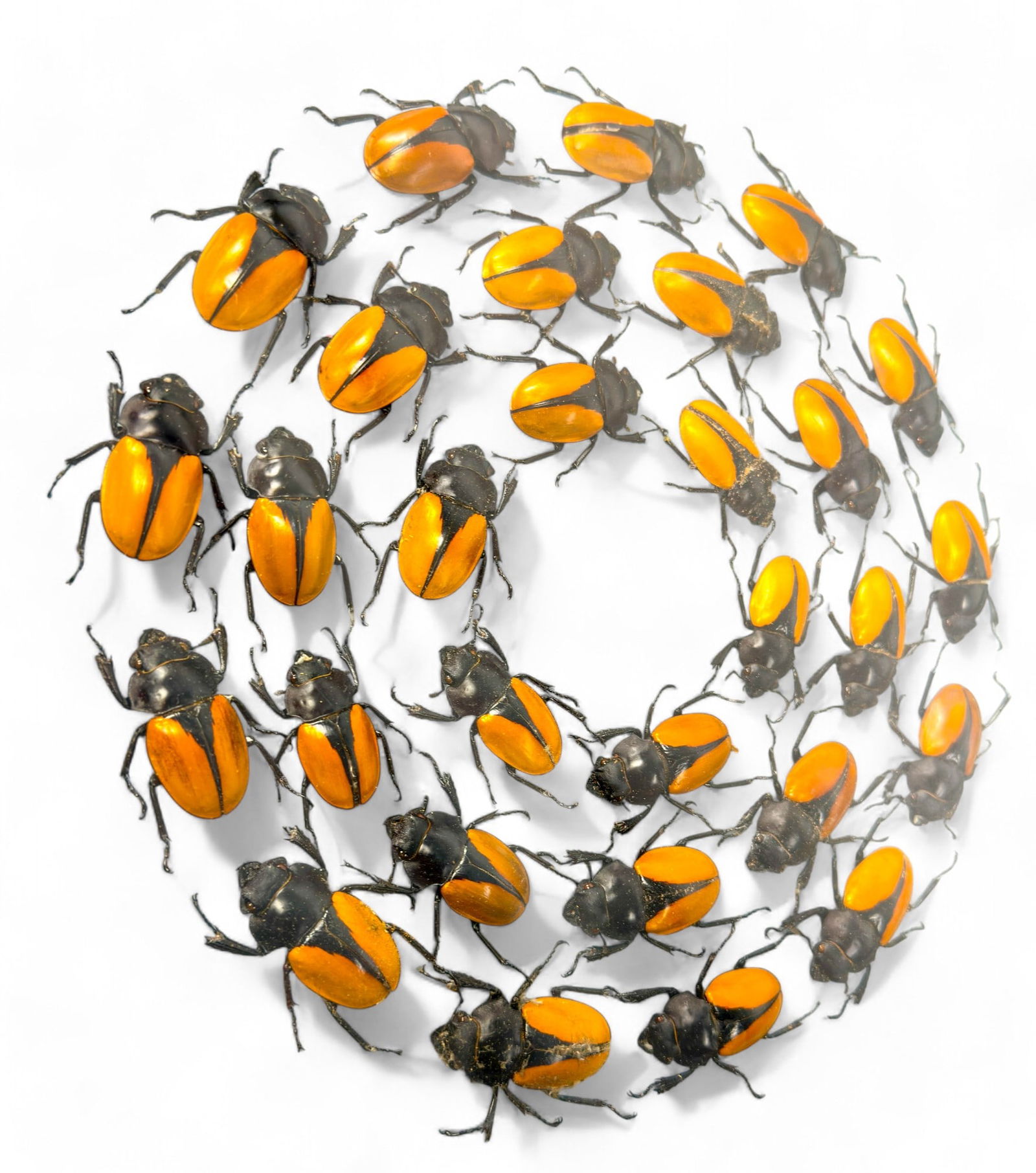 Preserved Natural Golden Stag Beetles, Odontolabis Mouhotii Elegans, Framed (1 of 3)