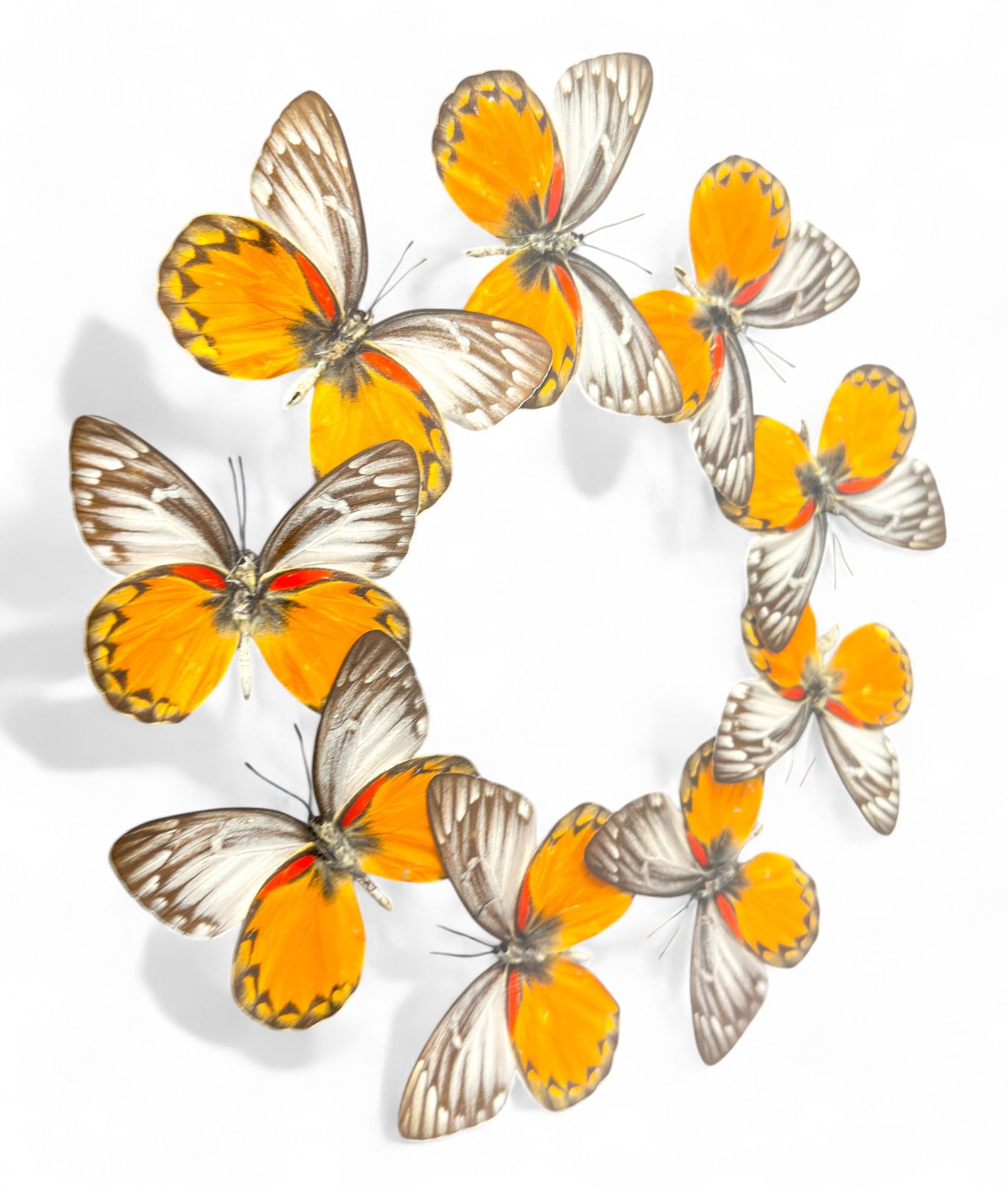 Preserved Natural Red-Spot Jezebel, Delias descombesi, Butterflies, Framed (1 of 3)