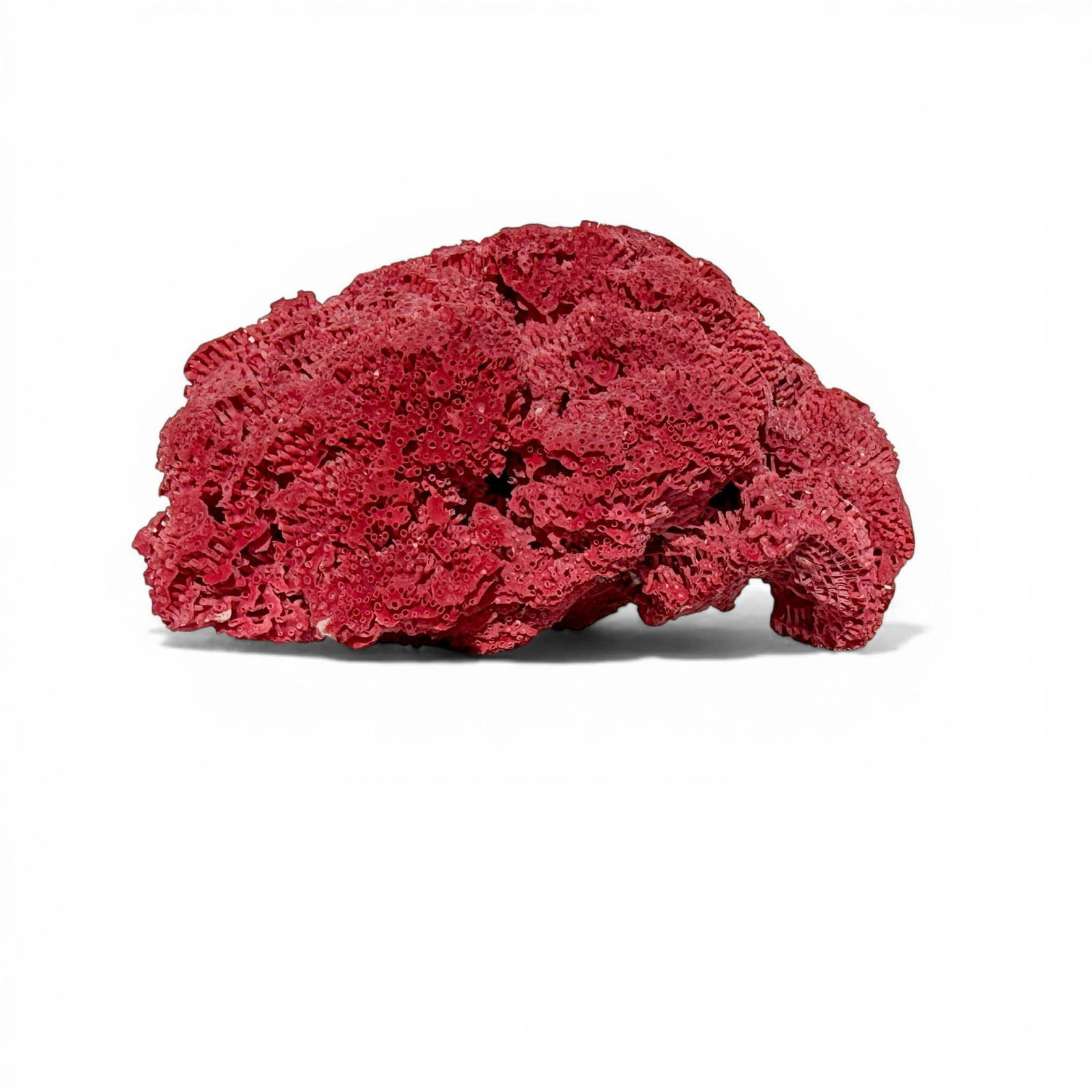 Large Lush Red Sea Coral (1 of 8)