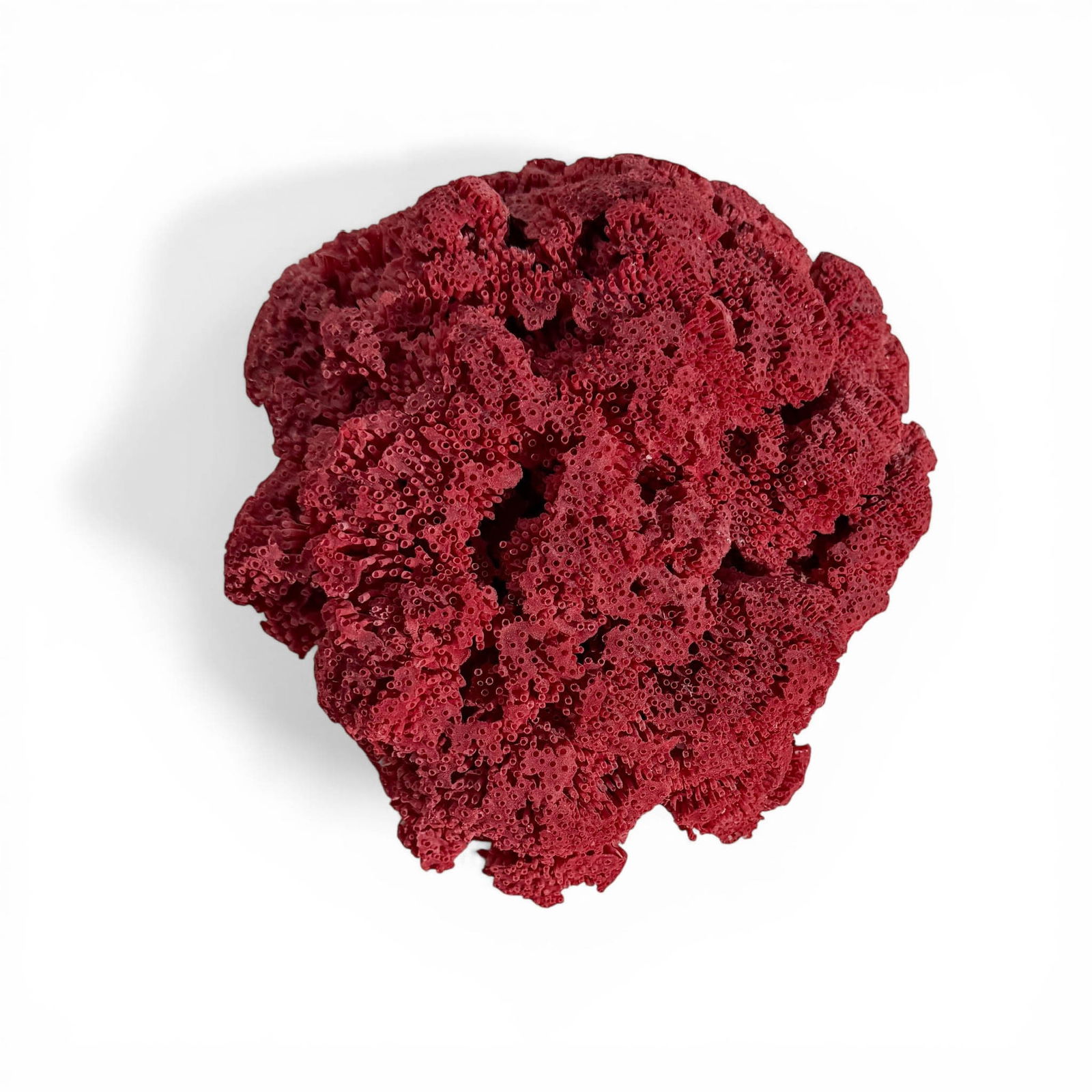 Large Lush Red Sea Coral - 2