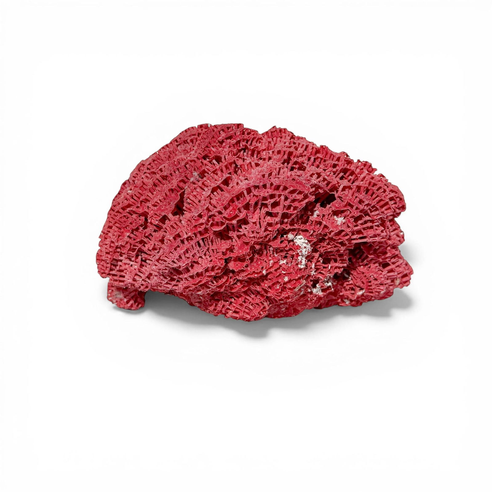 Large Lush Red Sea Coral - 4