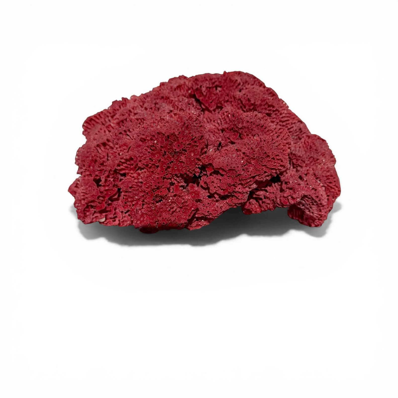 Large Lush Red Sea Coral - 6