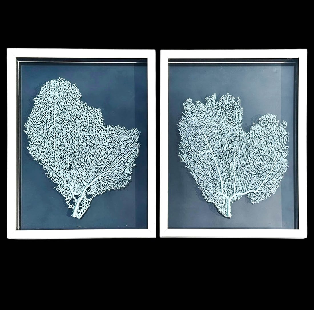 Framed Coral Sea Fans: Pair of framed Sea Fans in light blue. Placed betwen two glass panels for transparency these fantastic sea fans in blue make for excellent Please refer to the following address for the pick-up