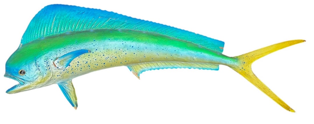 Taxidermi Mahi Mahi Trophy Fish (1 of 9)